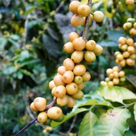 Colombian Popayan Supremo